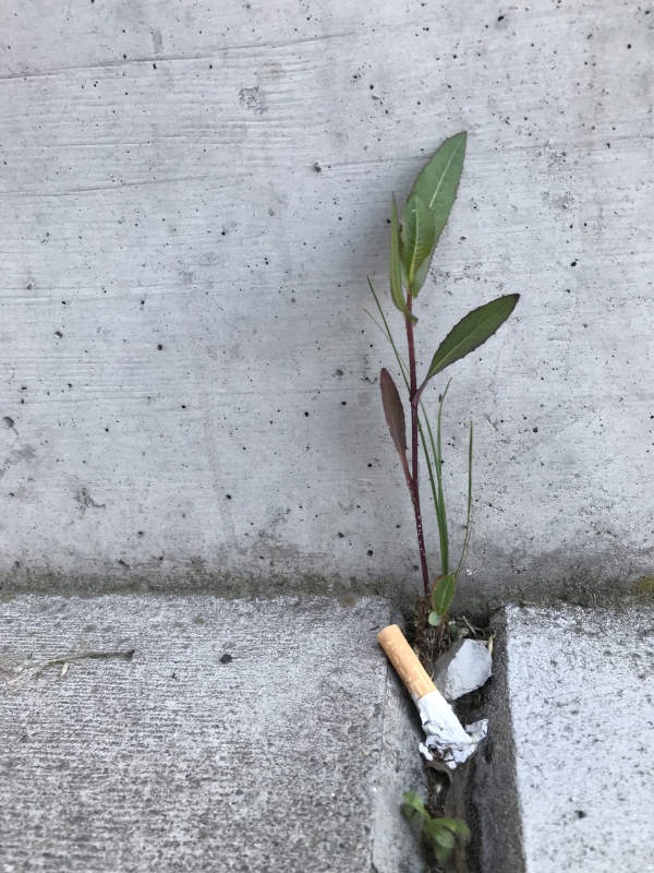 Kunst und Abfall - Pflanze