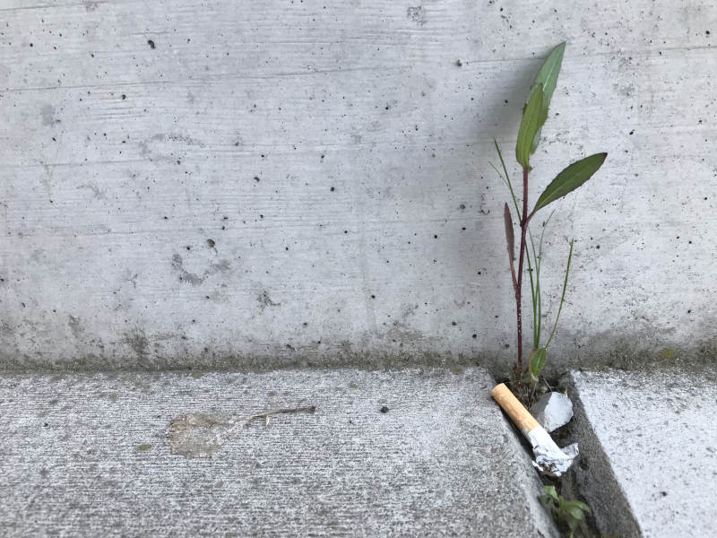 Kunst und Abfall - Pflanze